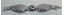 Picture of A18355~ Wings Chrome Plated 1928-31